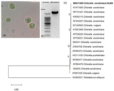 Enhanced Viability and Anti-rotavirus Effect of Bifidobacterium longum and Lactobacillus plantarum in Combination With Chlorella sorokiniana in a Dairy Product